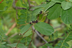 Hemidesmus indicus var. pubescens